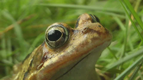 Toad sitting in garden Stock Footage 25842919