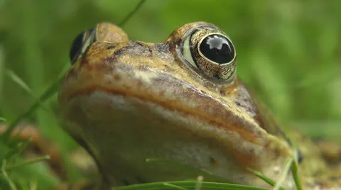 Toad sitting in garden Stock Footage 25843123