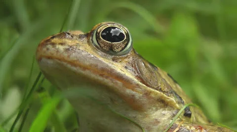 Toad sitting in garden Stock Footage 25843167