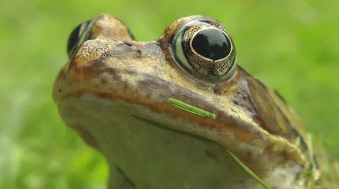 Toad sitting in garden Stock Footage 25843304