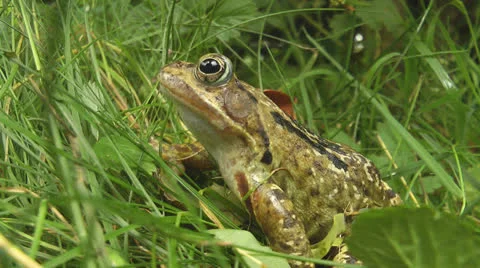 Toad sitting in garden Stock Footage 25843519
