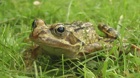 Toad sitting in garden Stock Footage 25843590