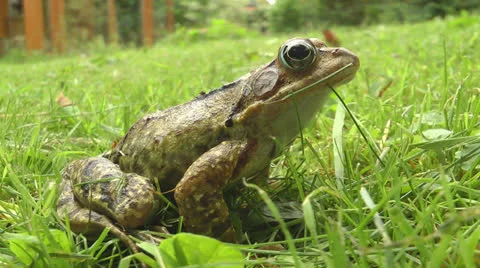 Toad sitting in garden Stock Footage 25843608