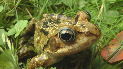 Toad sitting in garden Stock Footage 25843653