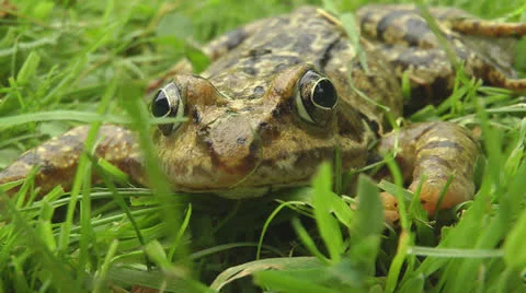 Toad sitting in garden Stock Footage 25843810