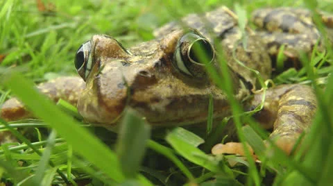 Toad sitting in garden Stock Footage 25843880