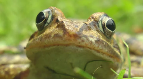 Toad sitting in garden Stock Footage 25844046