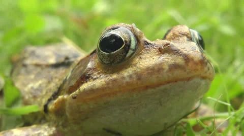 Toad sitting in garden Stock Footage 25844070