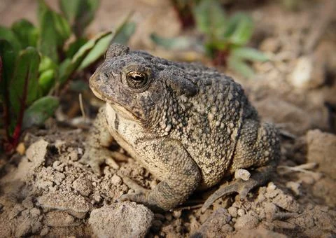 Toad sitting in garden Stock Photos