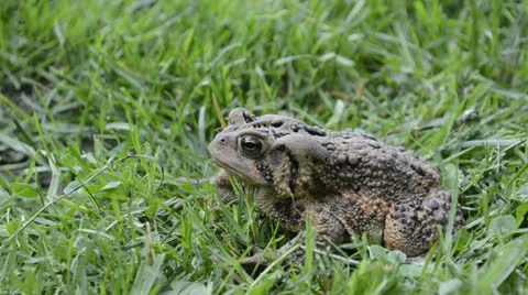 Toad Sitting in Grass 스톡 동영상 24830139
