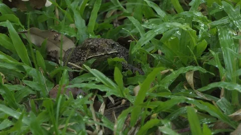 Toad Sitting In Grass Jumps Stock-Footage 122267738