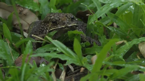 Toad Sitting In Grass Jumps Stock Footage 122267797