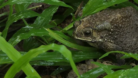 Toad Sitting In Grass Jumps Stock-Footage 122267874