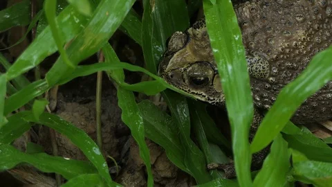 Toad Sitting In Grass Jumps Stock-Footage 122268425