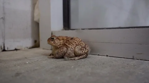 Toad sitting inside a building. Stock Footage 99134091