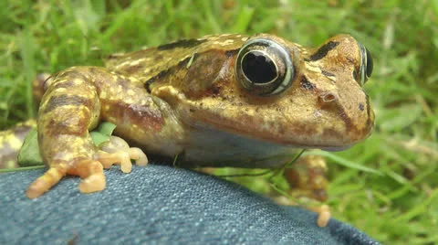 Toad sitting on Jeans Stock Footage 25843532