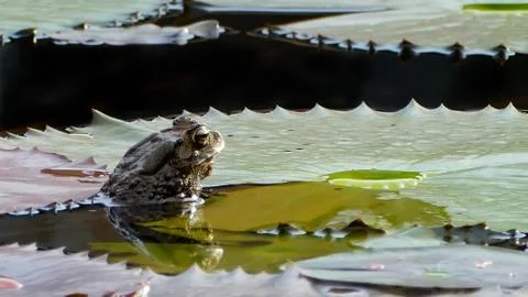 Toad sitting on a lotus leaf Stock Photos