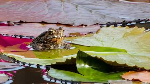 Toad sitting on a lotus leaf Foto stock