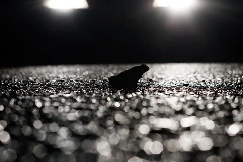 A toad sitting in the middle of the road at night Foto stock