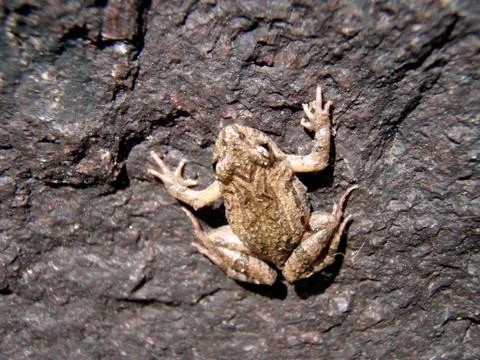 Toad sitting on a stone Stock Photos