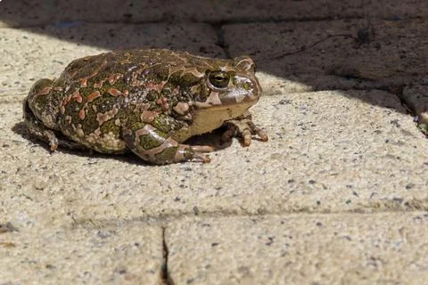 Toad sitting on a sunlit stone pavement, showing textured skin Stock Photos