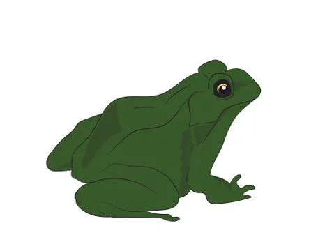 Toad sitting, vector Stock Illustration