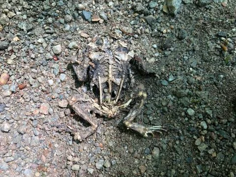 Toad Skeleton Foto stock