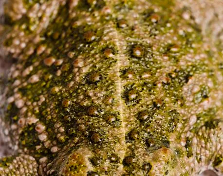 Toad skin in macro frame Stock-Fotos