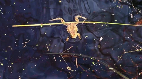 A toad slowly drifts across the lake. 스톡 동영상 342595419