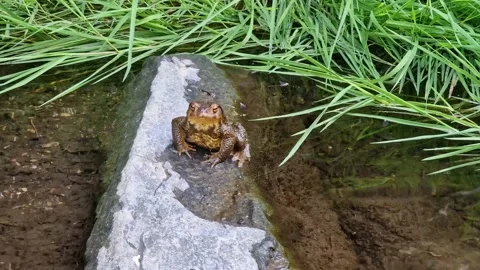 Toad on small river stone Stock Footage 187678740