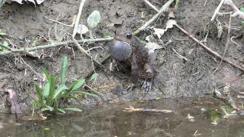 Toad with sound of mating call another toad swims over Stock Footage 114582301