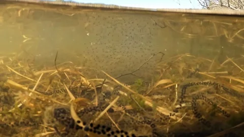Toad spawn, or roe from Common Toads suspended in muddy brown pond water 库存影片 322575608
