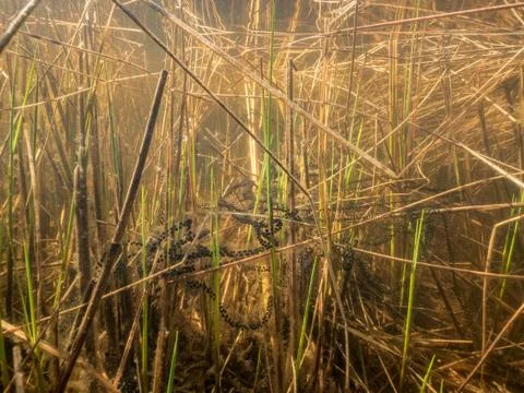 Toad spawn over vegetation at shallow lake shore Stock Photos