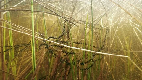 Toad spawn strings underwater attached on plants in shore water Stock Footage 152943998