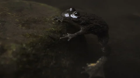 Toad stalking water insect close up Video stock 43815314