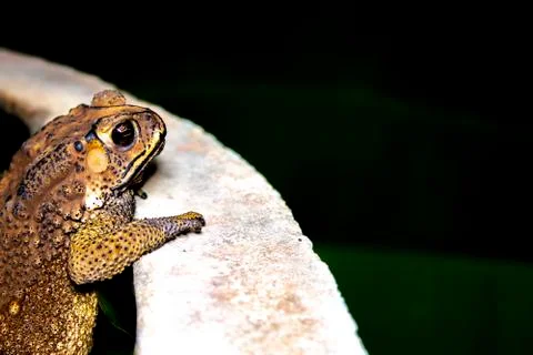 Toad standing on cement floor at night Stock Photos