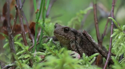 Toad staying still in a forest Stock Footage 54558505