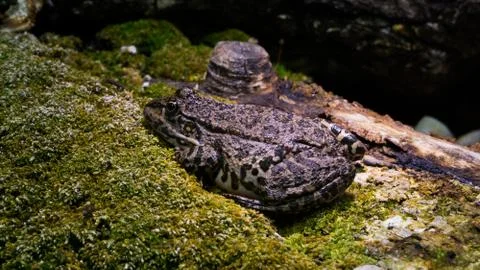 Toad on Stoney Ground Stock Photos