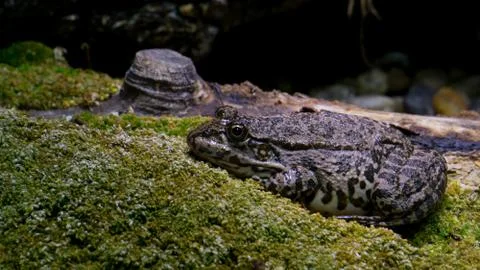 Toad on Stoney Ground Foto stock