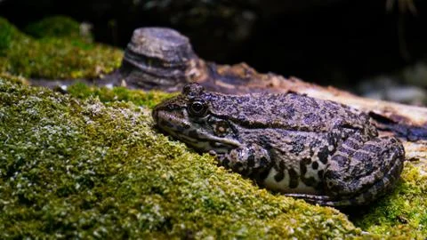 Toad on Stoney Ground Foto stock