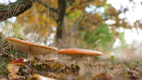Toad stools with autumn trees swaying in background of british country side Stock Footage 69824846