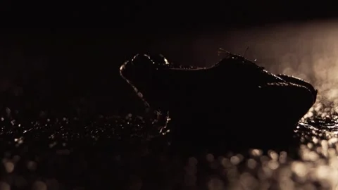 Toad on the street at night  Stock Footage 257889308