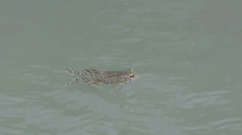Toad swimming 2 Stock Footage 39977485