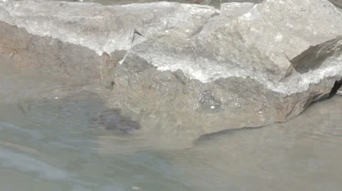 Toad swimming Stock Footage 39977948