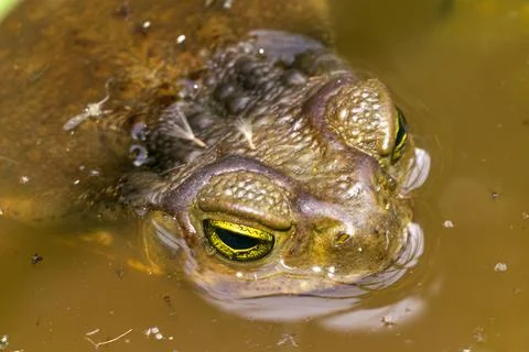 Toad swimming on the pond Stock Photos