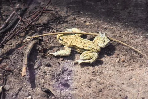 Toad swimming in pond at spring Stock Photos