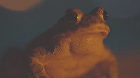 Toad by a swimming pool Stock Footage 245969678