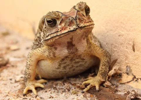 Toad thai Stock Photos