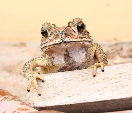 Toad thai Stock Photos
