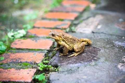 Toad Toad close-up in the grass on the rural ground Stock Photos